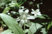 Clintonia, Queen's Cup (Clintonia uniflora)